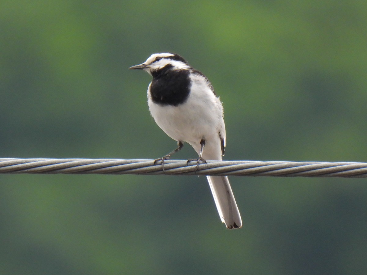 White Wagtail - Anonymous