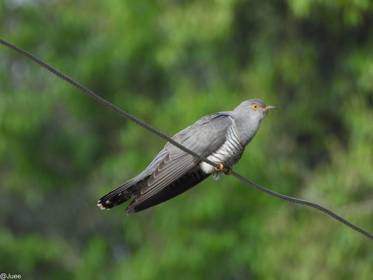 Common Cuckoo - juee khopkar