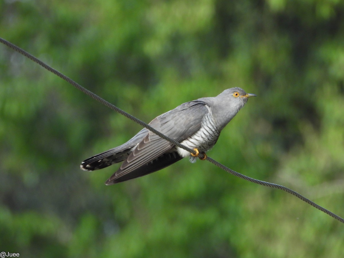 Common Cuckoo - juee khopkar