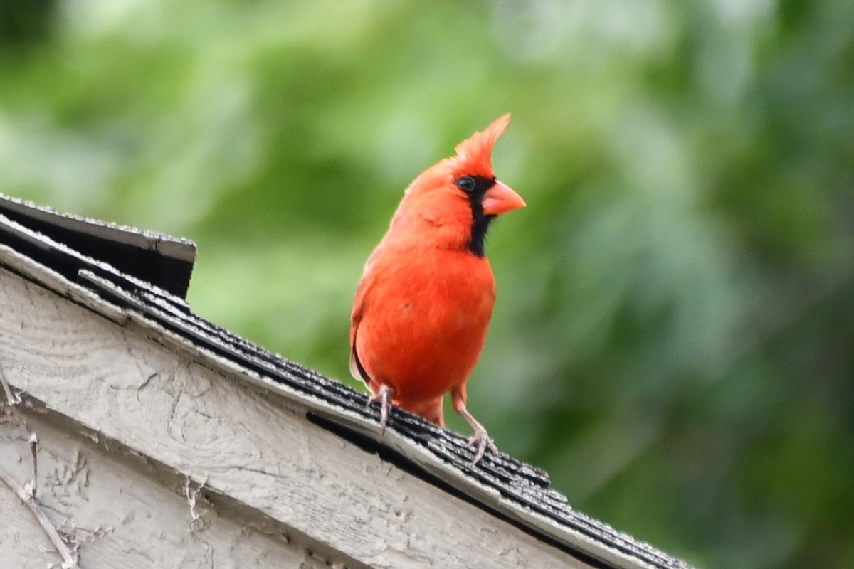 Northern Cardinal - Carmen Ricer