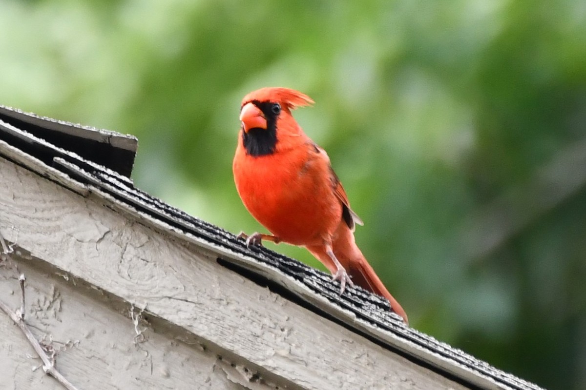 Northern Cardinal - Carmen Ricer