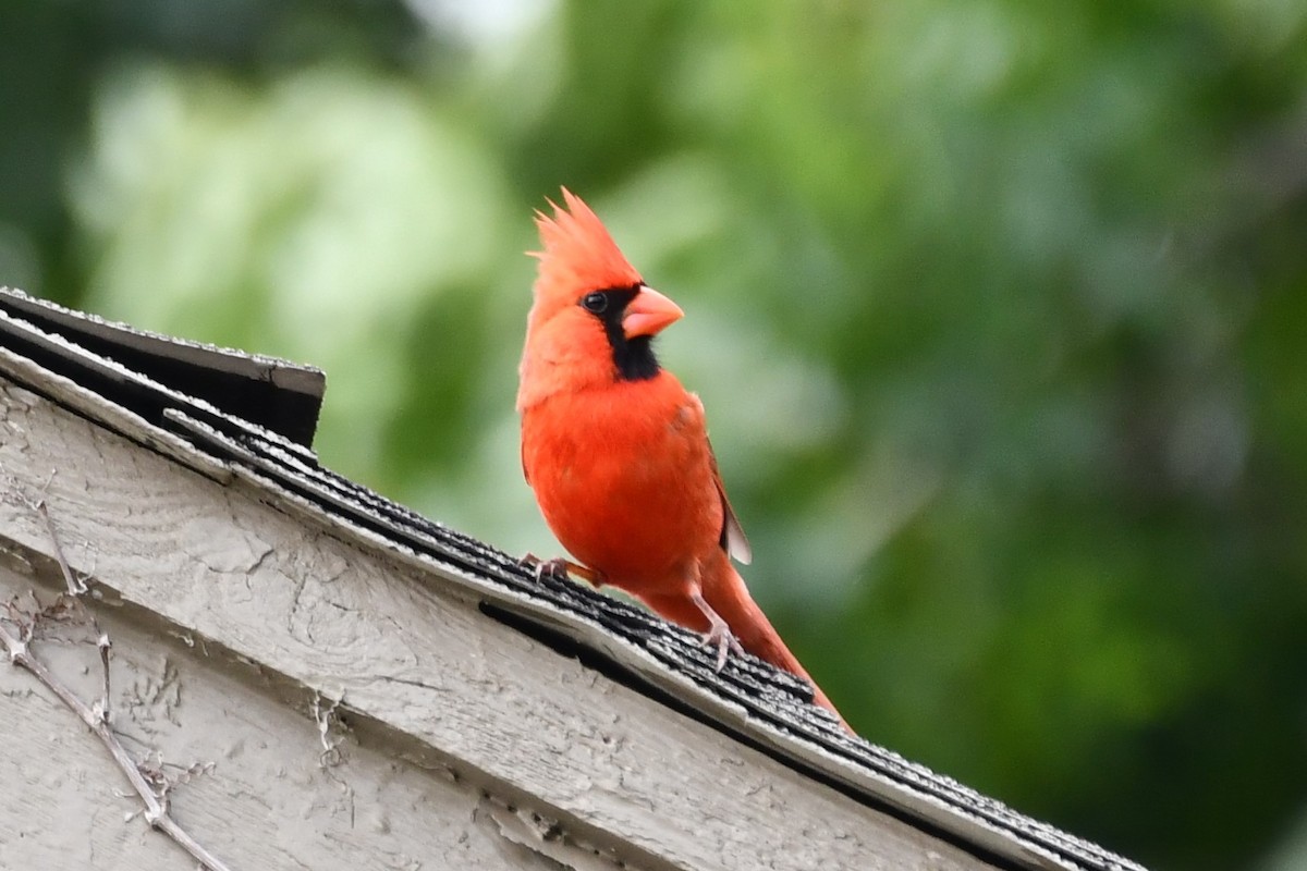 Northern Cardinal - Carmen Ricer