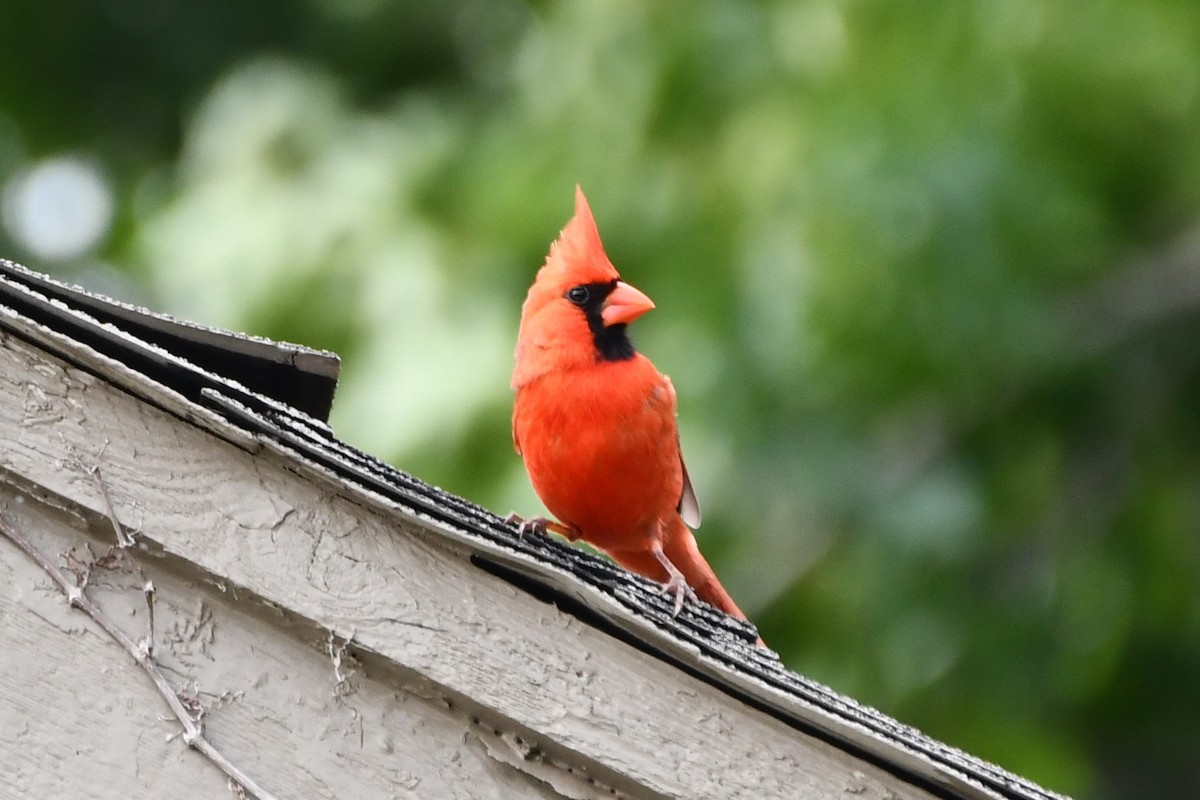 Northern Cardinal - Carmen Ricer