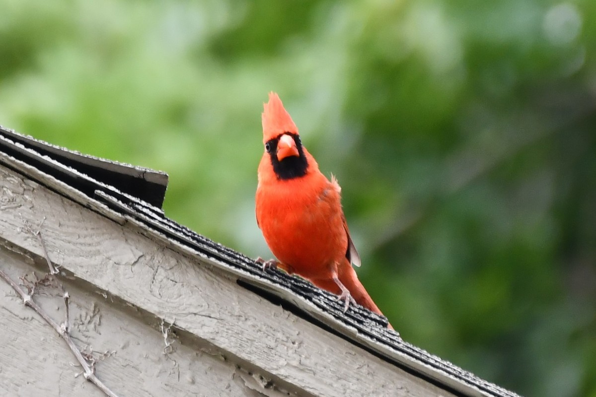 Northern Cardinal - Carmen Ricer