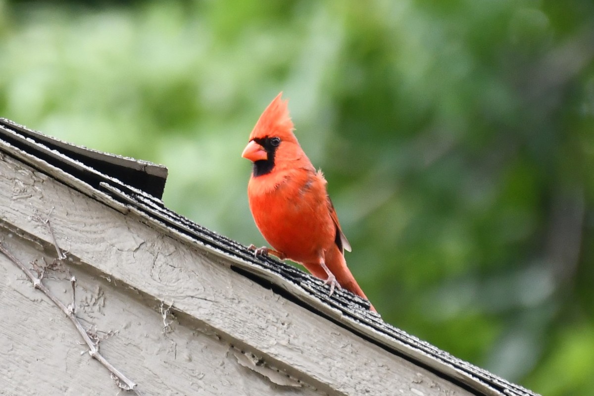 Northern Cardinal - Carmen Ricer