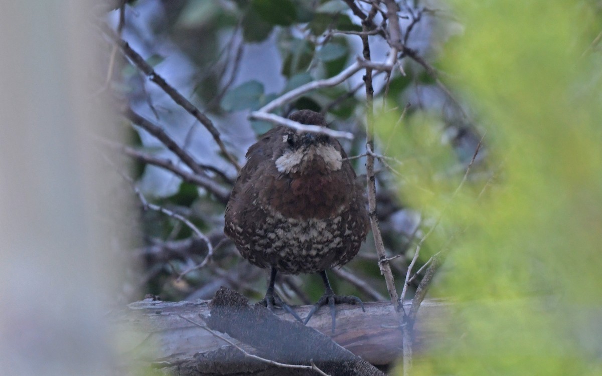 Weißbarttapaculo - ML619480048