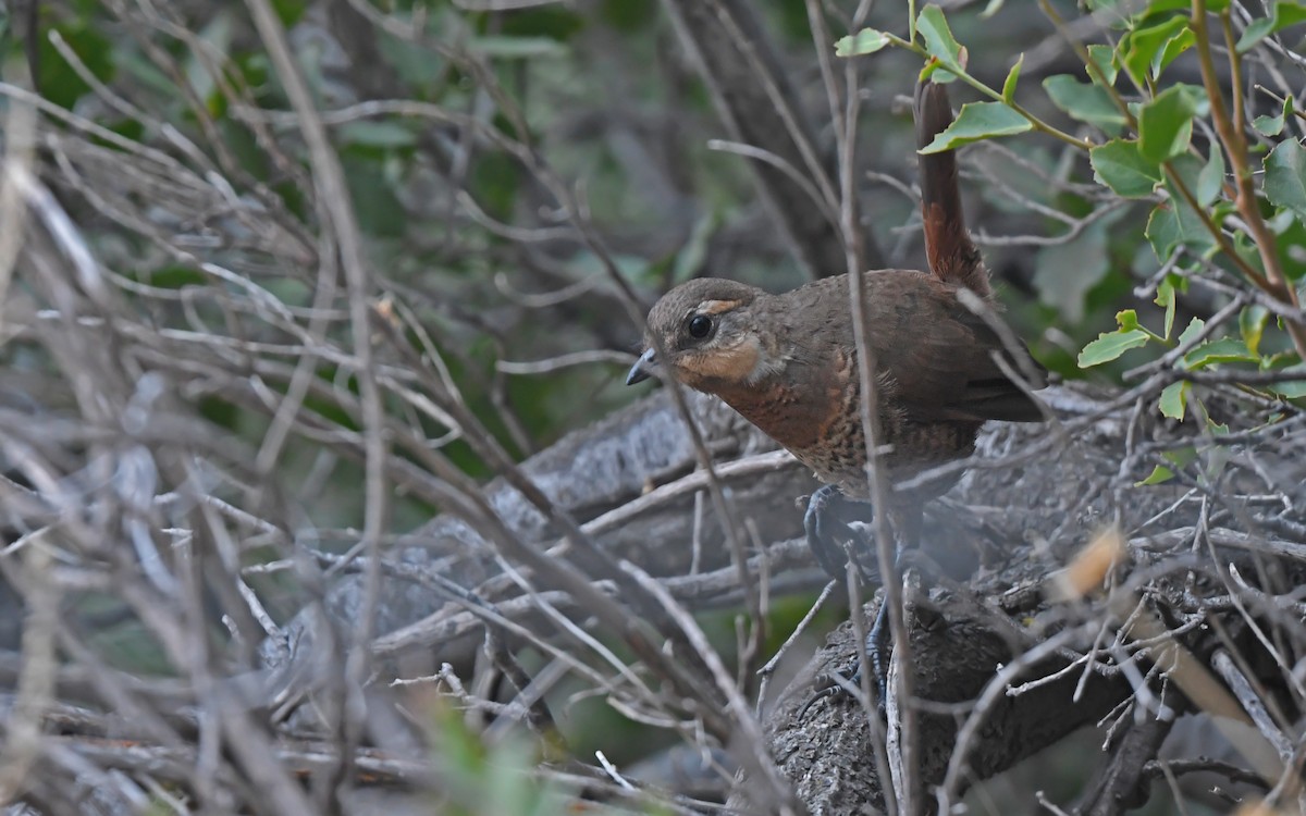 Weißbarttapaculo - ML619480050