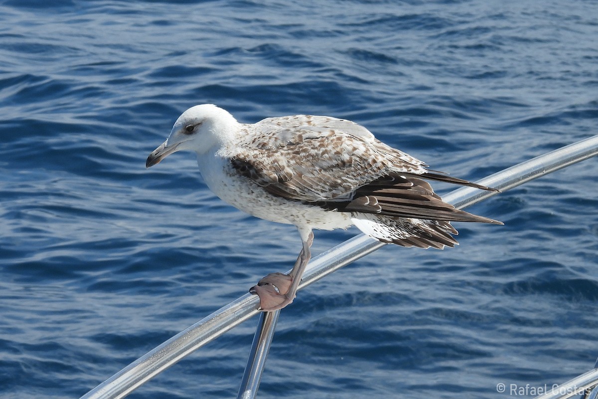 Yellow-legged Gull - Rafael Costas