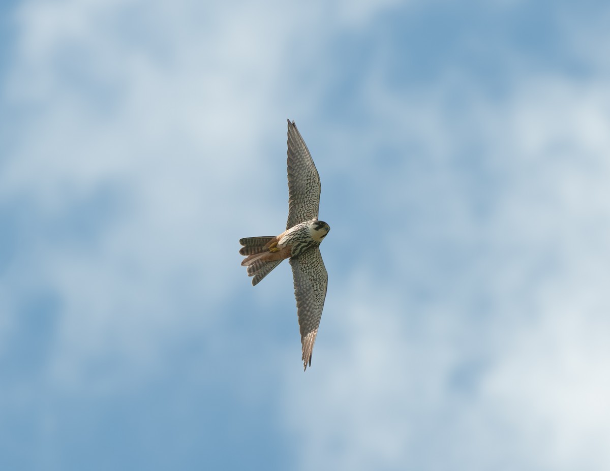 Eurasian Hobby - Detlef Koch