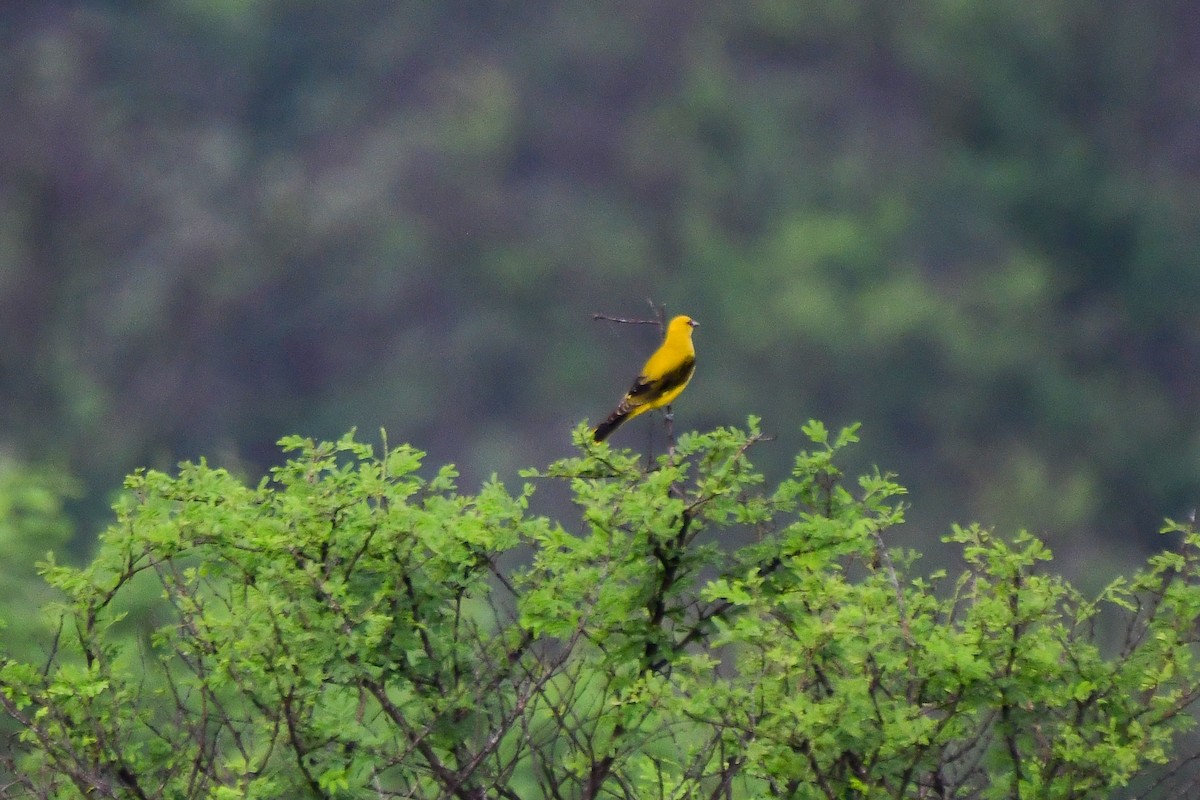 Indian Golden Oriole - Sathish Ramamoorthy