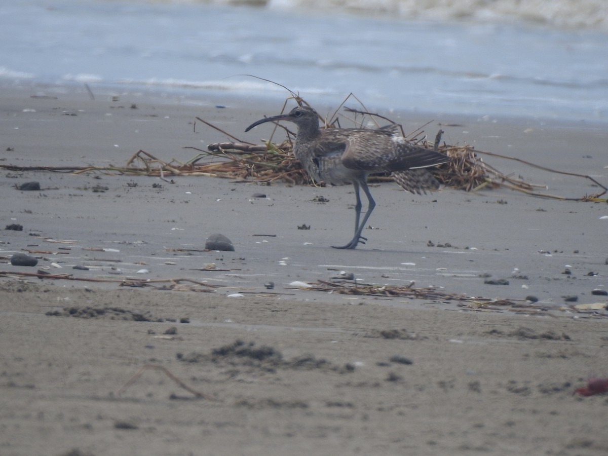 Whimbrel - Piklu Das