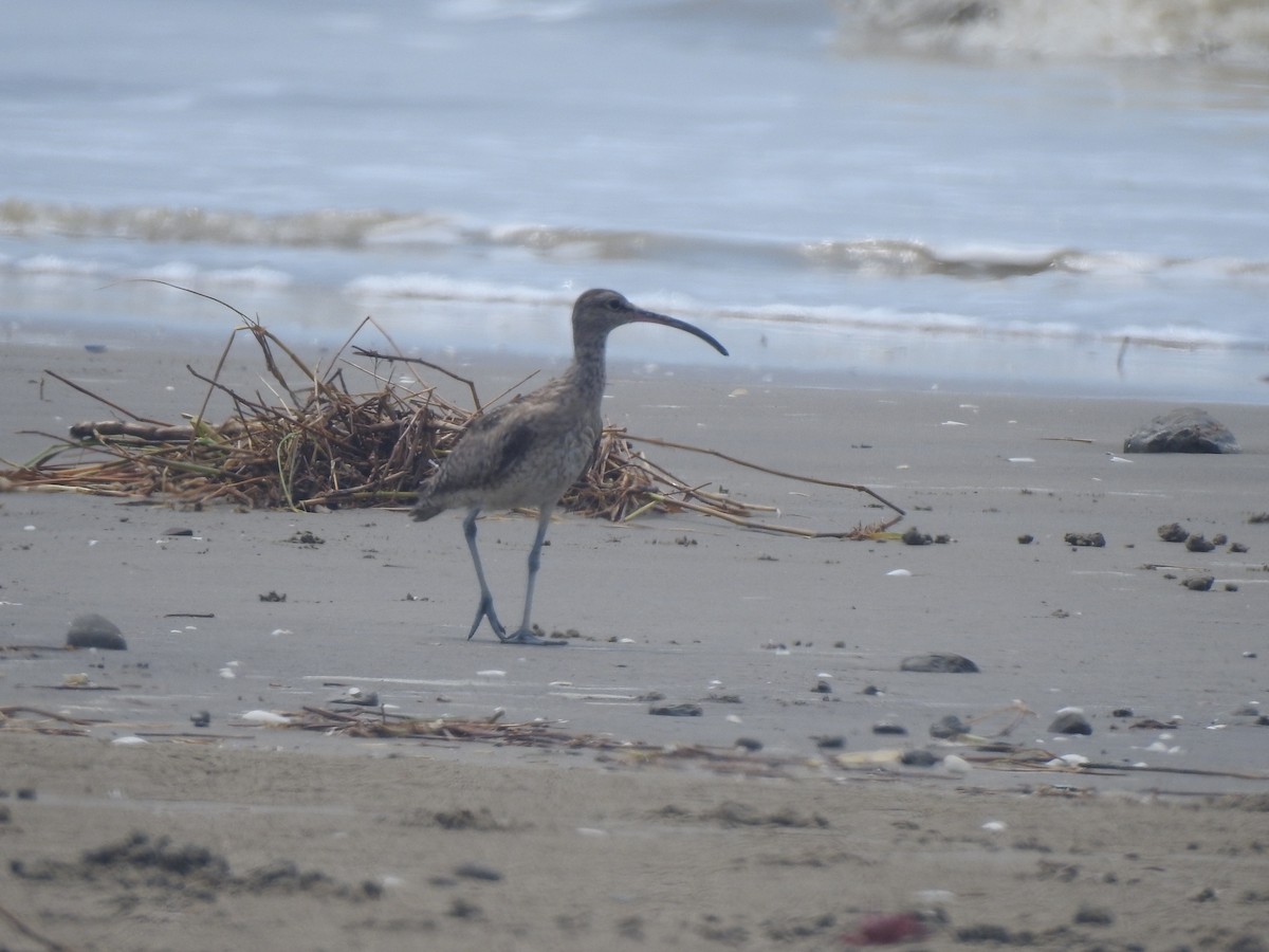 Whimbrel - Piklu Das