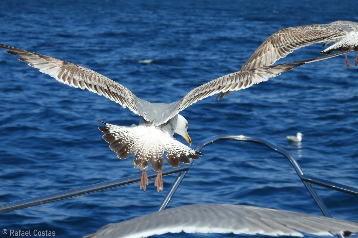 Yellow-legged Gull - Rafael Costas