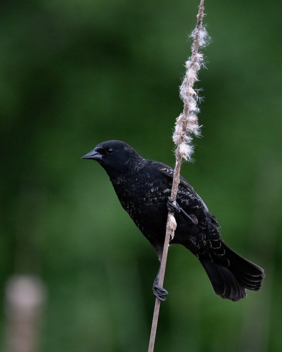 Red-winged Blackbird - Graham Deese