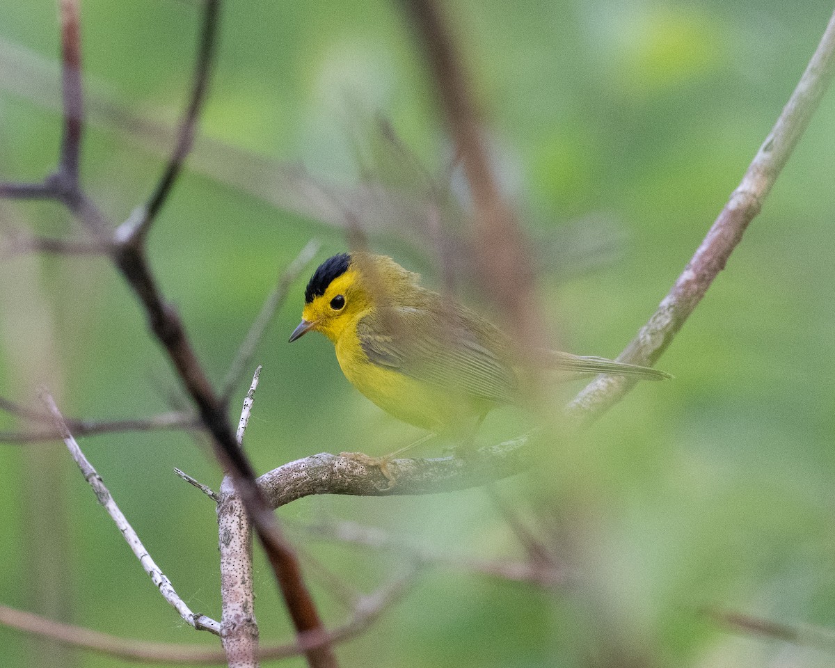 Wilson's Warbler - Graham Deese