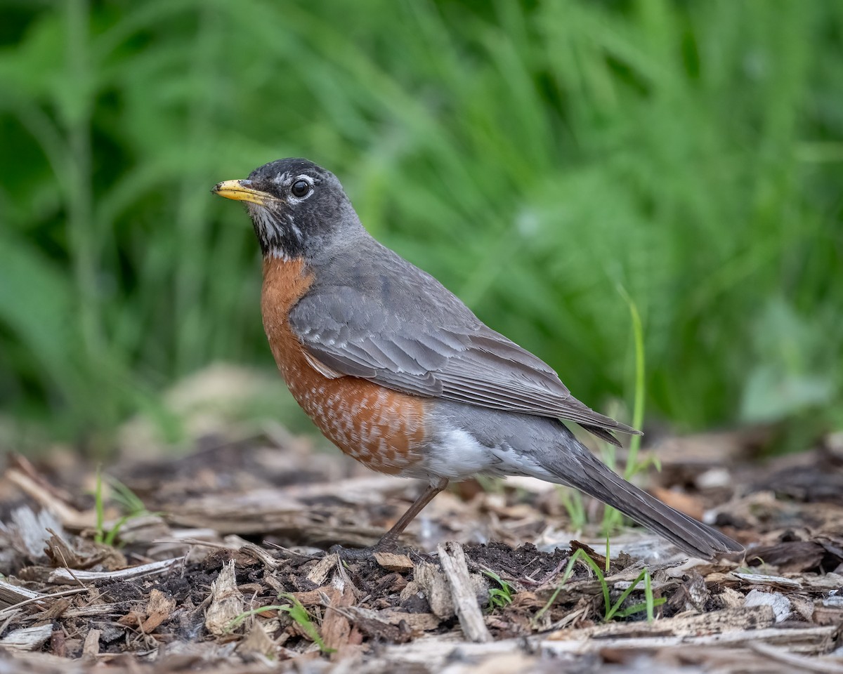 American Robin - Graham Deese