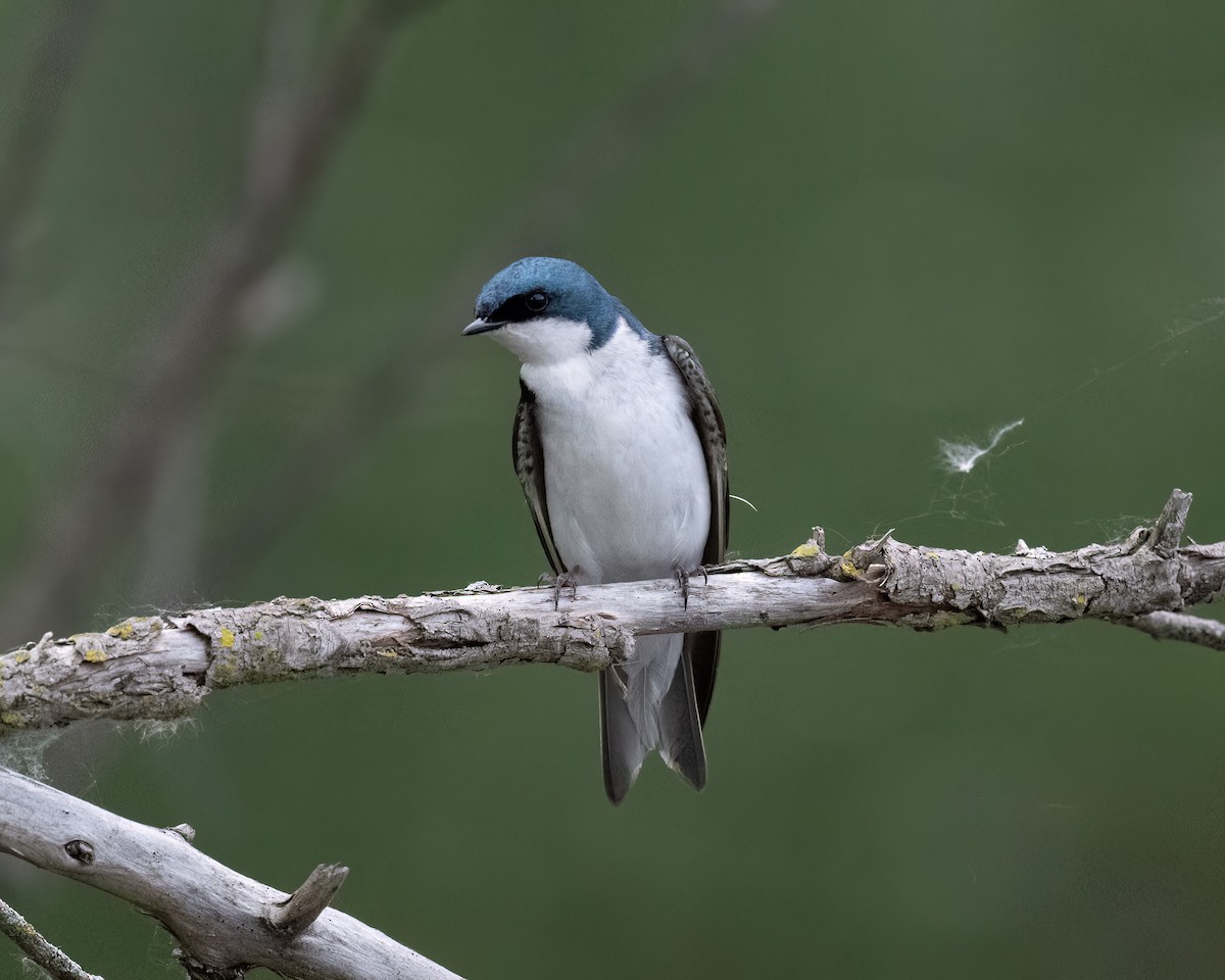 Tree Swallow - Graham Deese