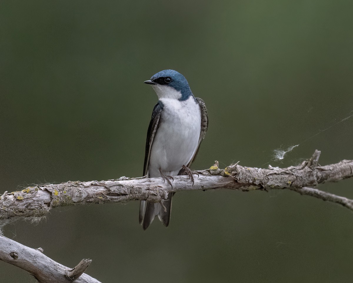 Tree Swallow - Graham Deese