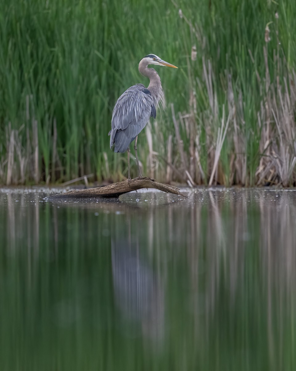 Great Blue Heron - ML619480095