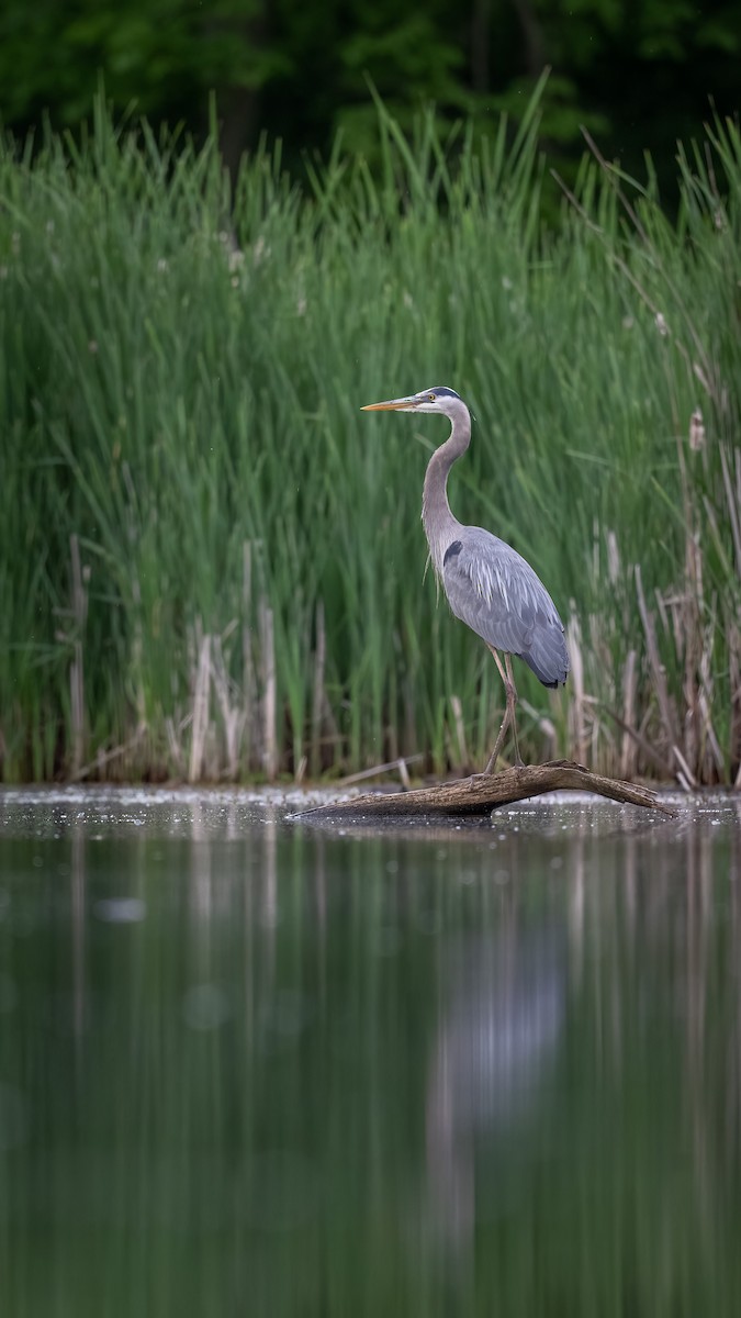 Great Blue Heron - Graham Deese