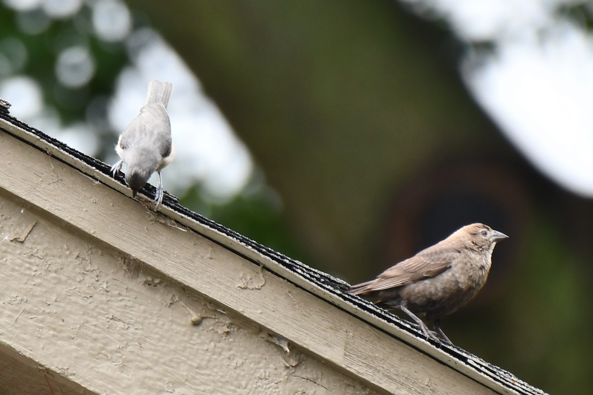 Brown-headed Cowbird - Carmen Ricer