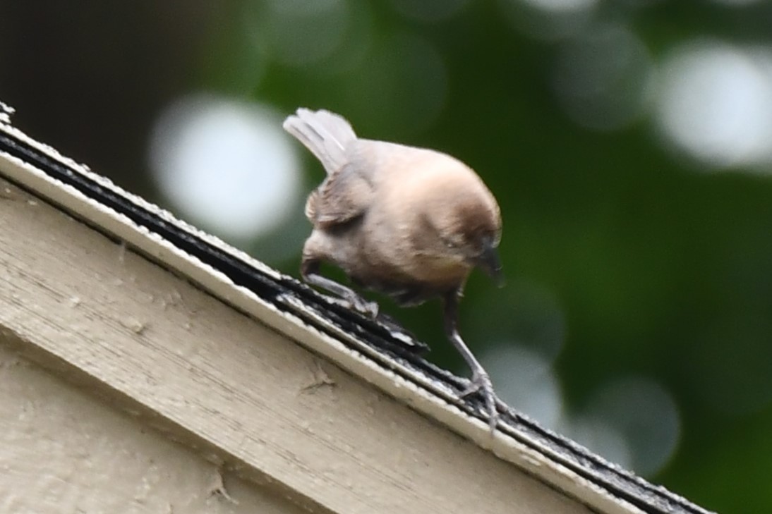 Brown-headed Cowbird - Carmen Ricer