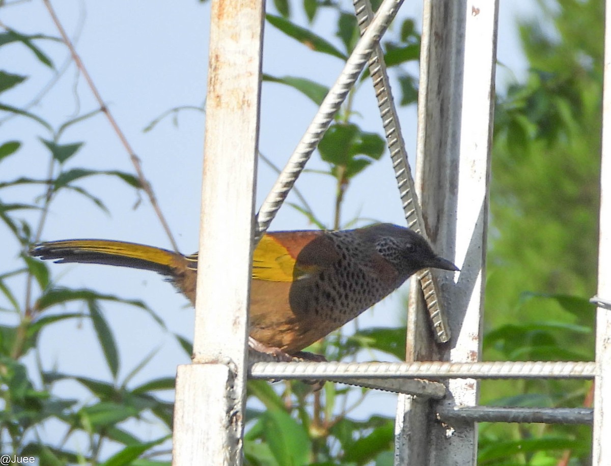 Chestnut-crowned Laughingthrush - juee khopkar