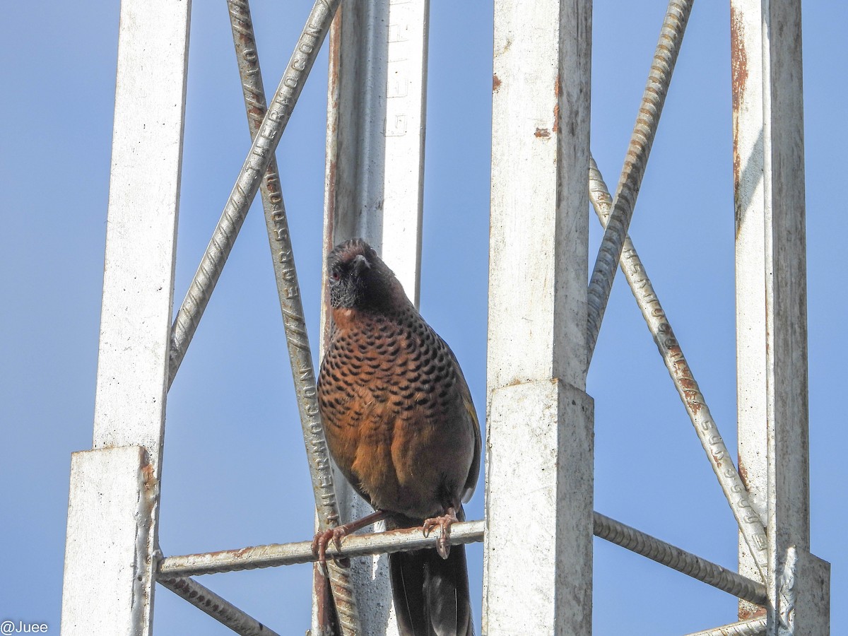 Chestnut-crowned Laughingthrush - juee khopkar