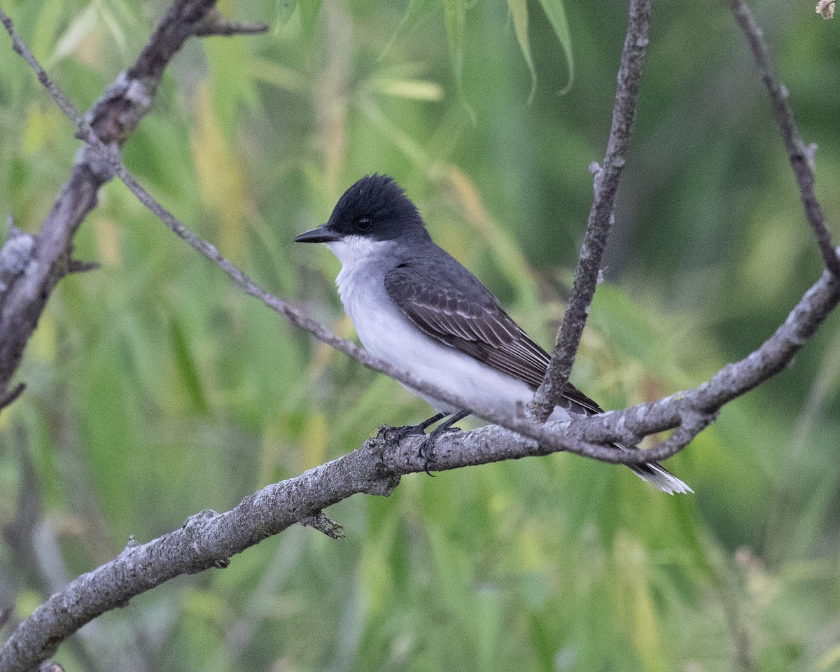 Eastern Kingbird - Graham Deese