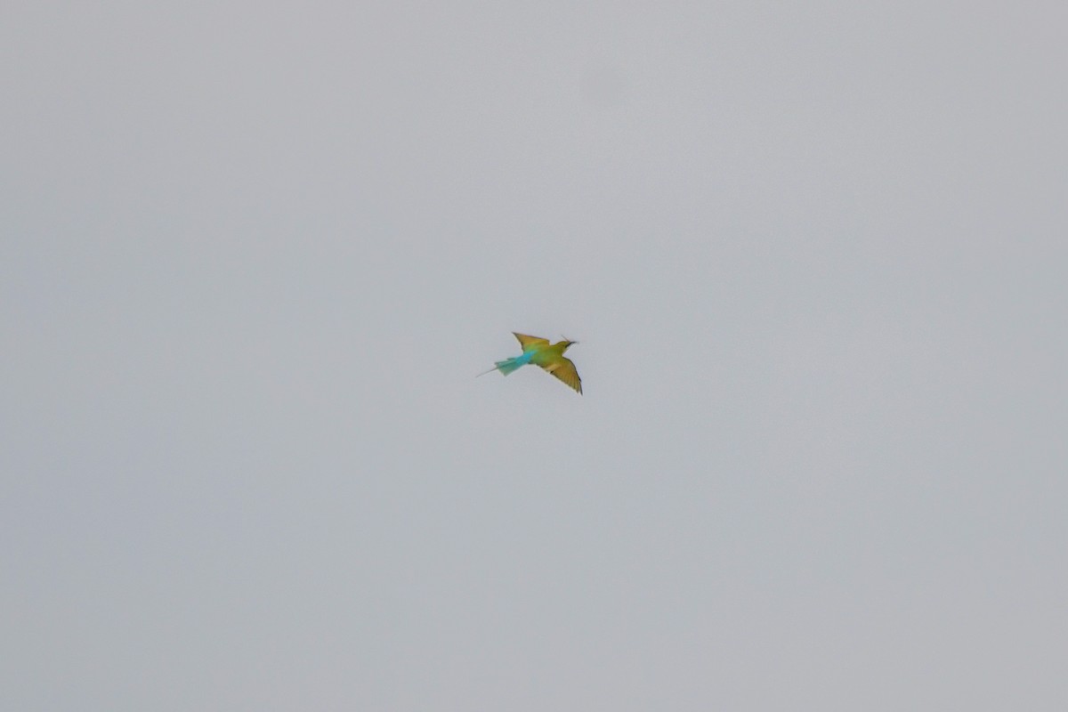 Blue-tailed Bee-eater - Sathish Ramamoorthy