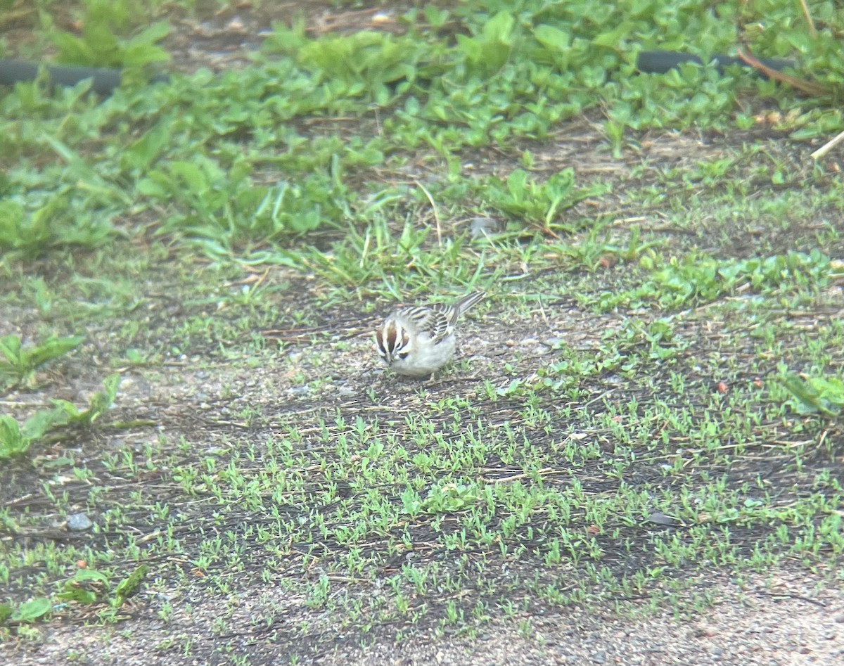 Lark Sparrow - Patrick Papiernik