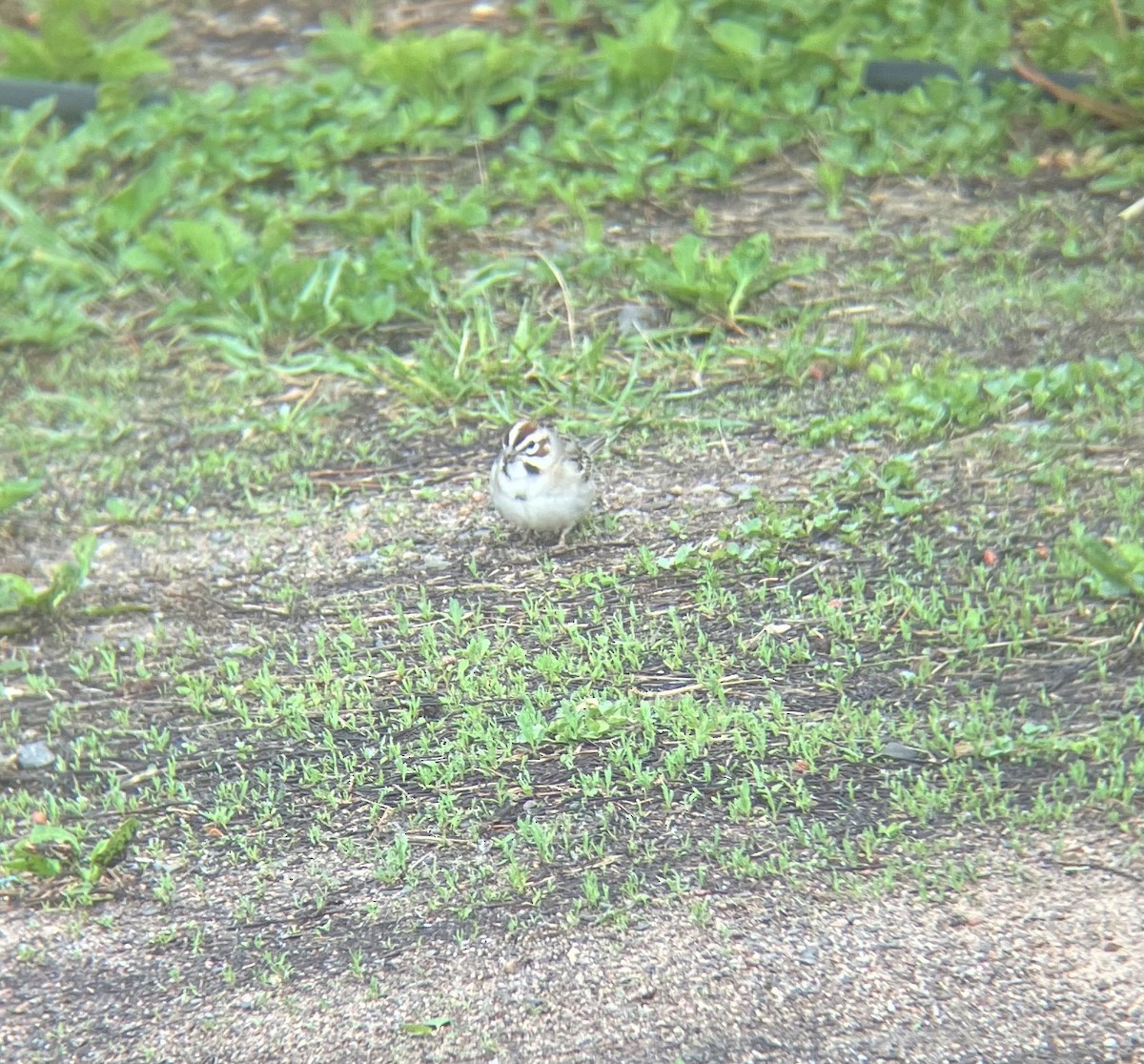 Lark Sparrow - Patrick Papiernik