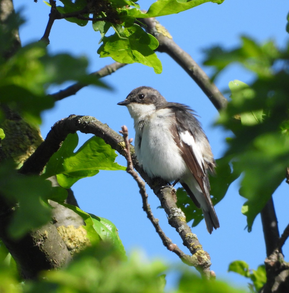 European Pied Flycatcher - Jiří Rohlena