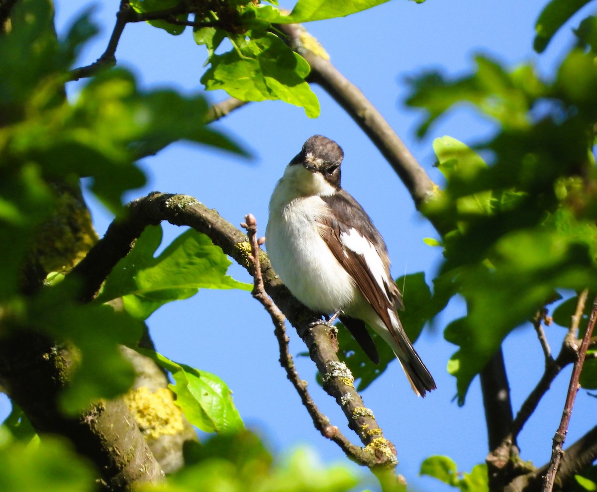 European Pied Flycatcher - Jiří Rohlena