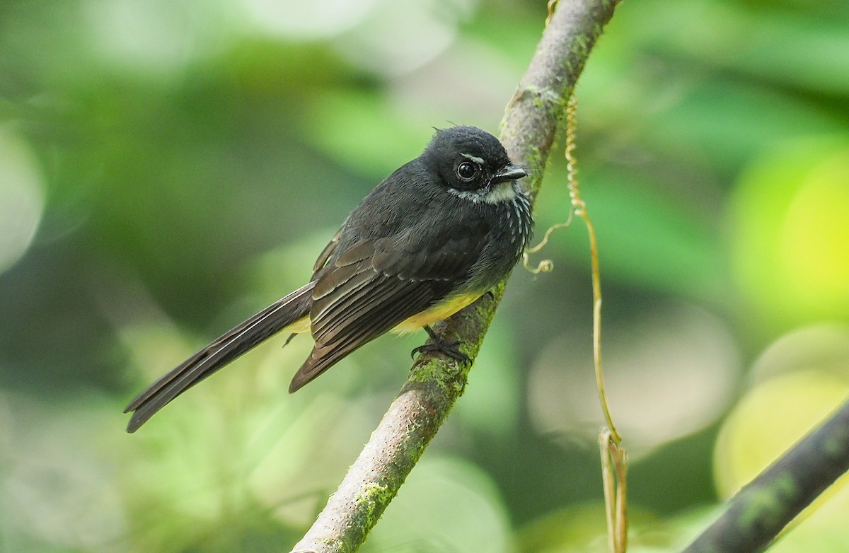 Northern Fantail (Buru) - Mike Edgecombe