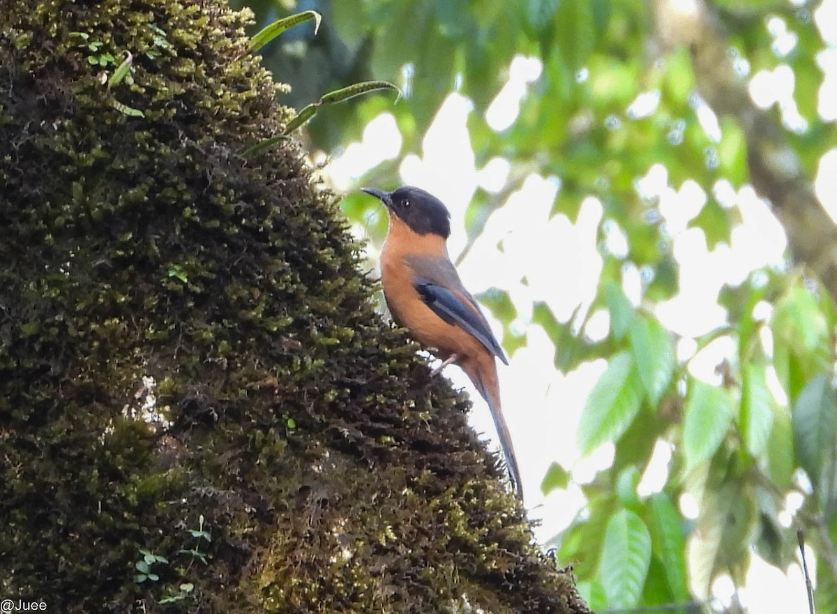 Rufous Sibia - juee khopkar