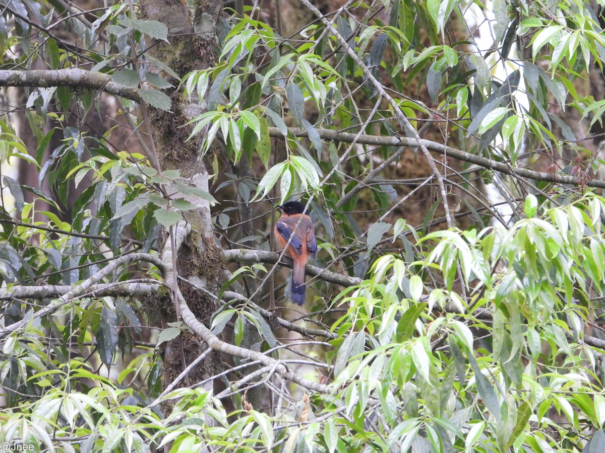 Rufous Sibia - juee khopkar