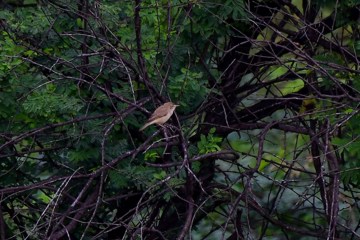 Sykes's Warbler - Sathish Ramamoorthy