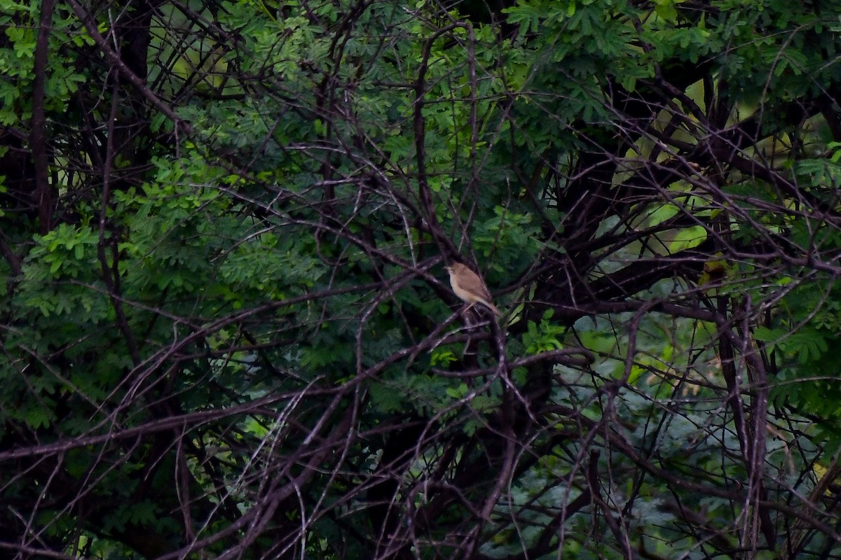 Sykes's Warbler - Sathish Ramamoorthy