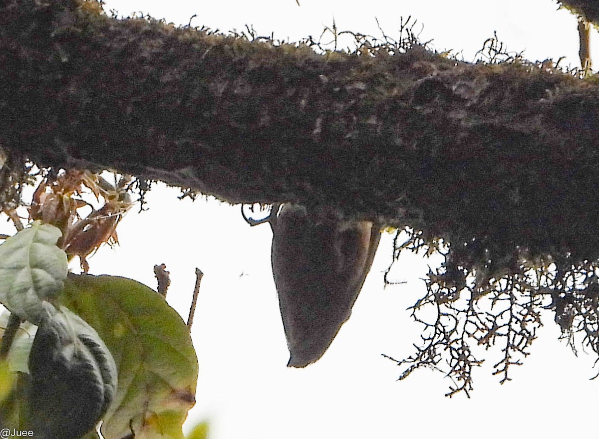 White-tailed Nuthatch - juee khopkar