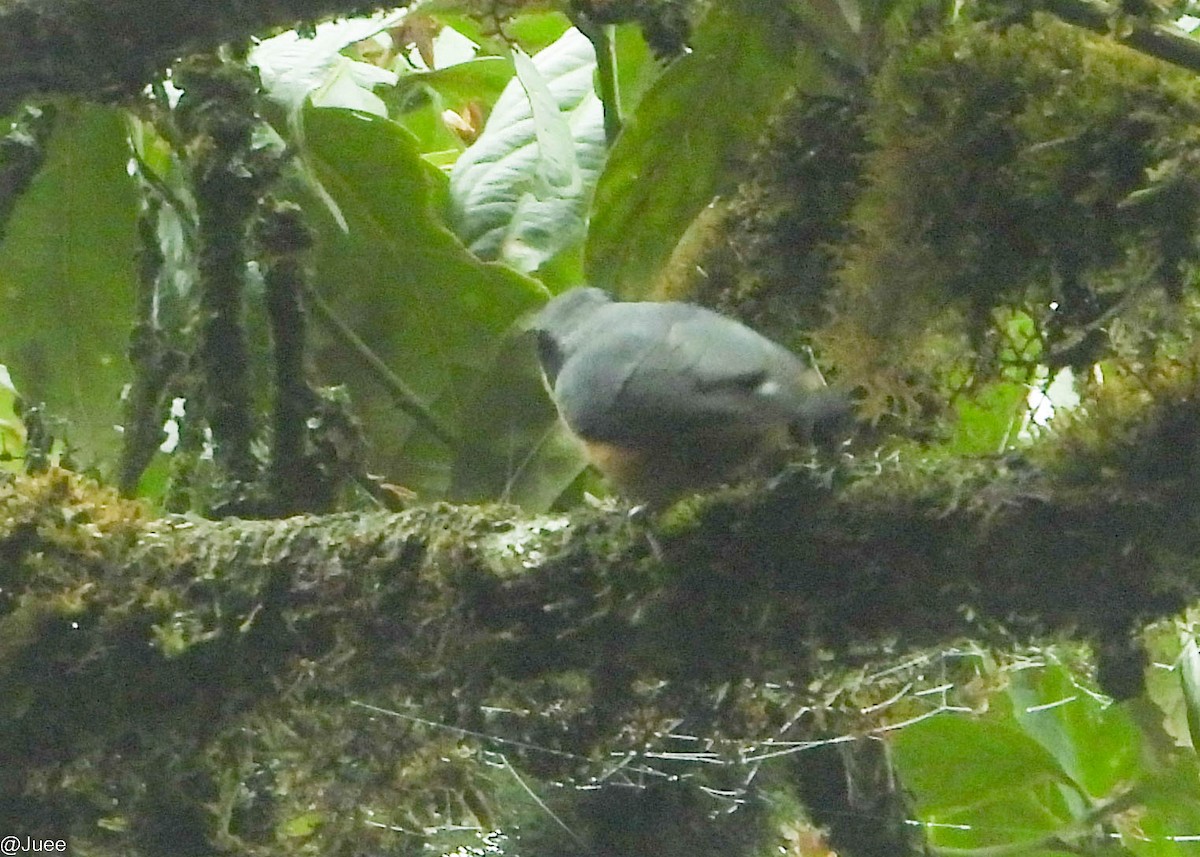 White-tailed Nuthatch - juee khopkar