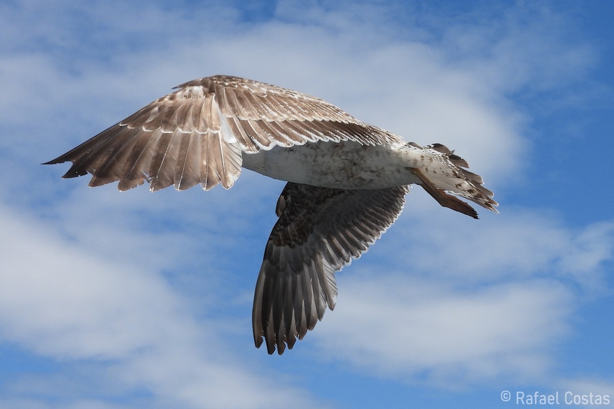 Yellow-legged Gull - Rafael Costas