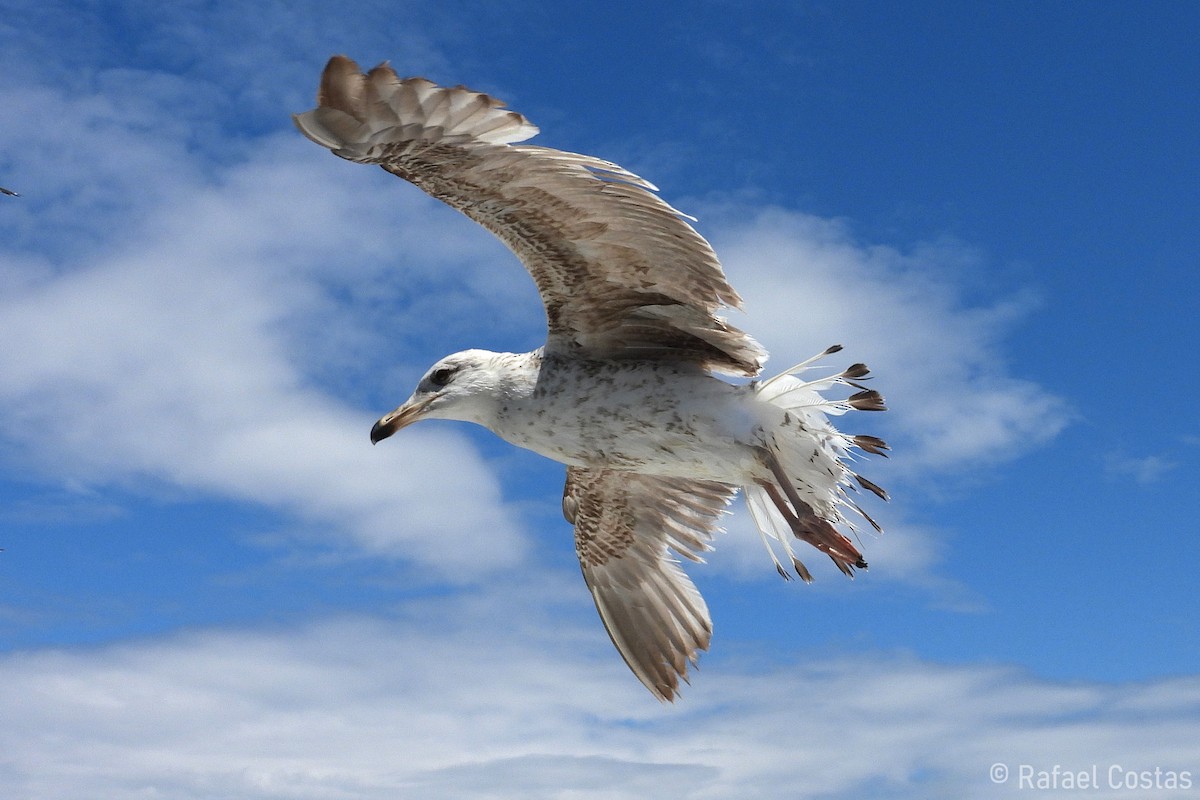 Yellow-legged Gull - Rafael Costas