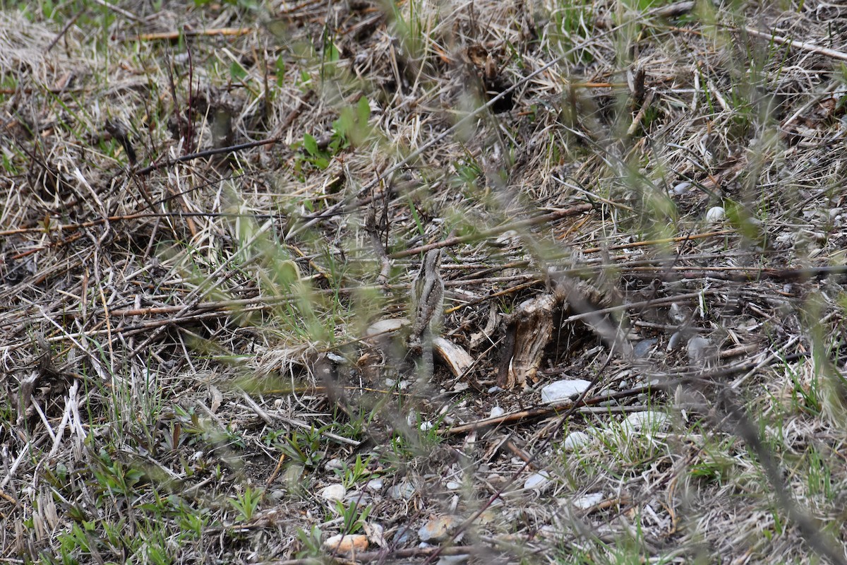 Eurasian Wryneck - Maximilian Weinschenk