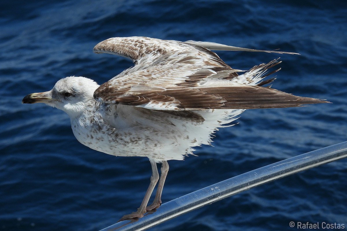 Yellow-legged Gull - Rafael Costas