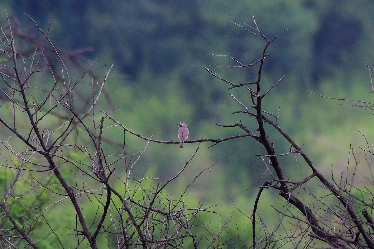 Common Woodshrike - Sathish Ramamoorthy