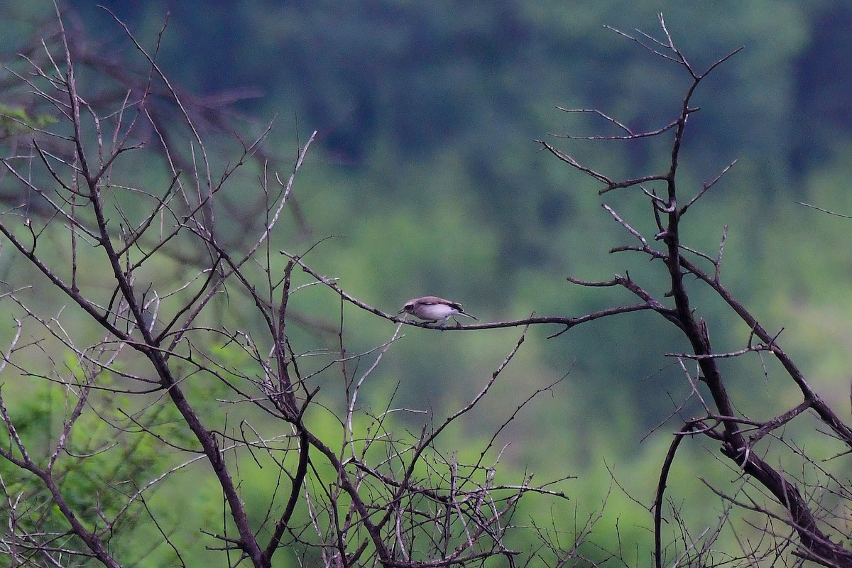 Common Woodshrike - Sathish Ramamoorthy