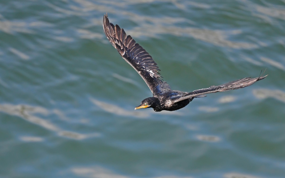 Neotropic Cormorant - Christoph Moning