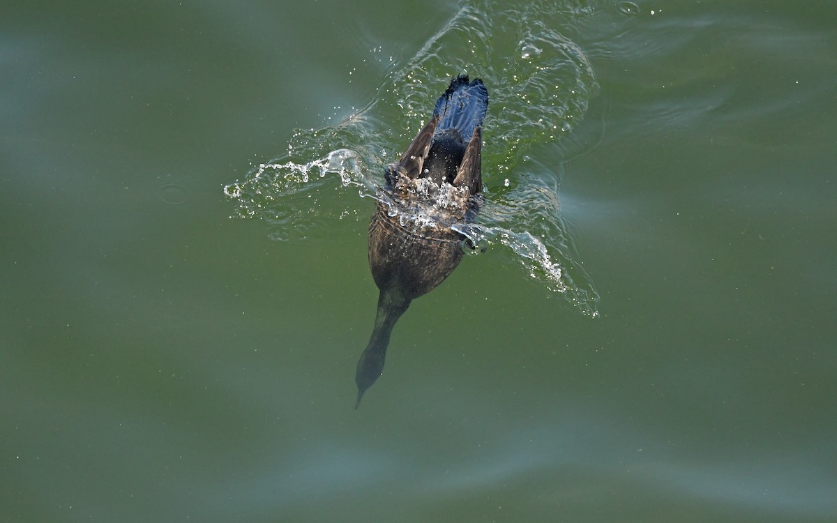 Neotropic Cormorant - Christoph Moning