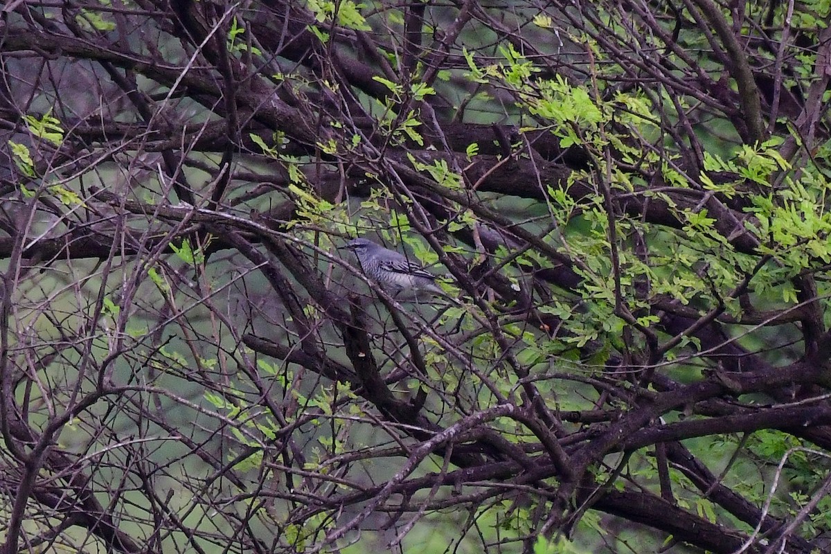 Black-headed Cuckooshrike - Sathish Ramamoorthy